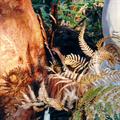 Pteridium esculentum